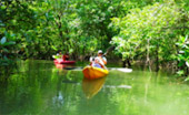 Cave Temple and Mangrove Kayaking Day Trip