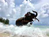 Elephant Lover on The Beach