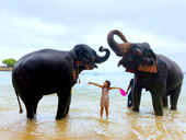 Elephant Lover on The Beach