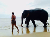 Elephant Lover on The Beach