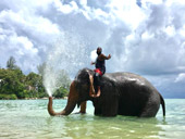 Elephant Lover on The Beach