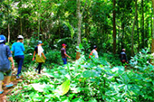 Koh Yao Noi Sightseeing and Jungle Walk