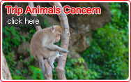 Trip Animals Concern