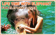 Life time with Elephant