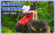 Elephant Trekking