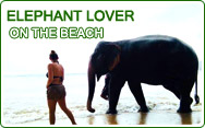 Elephant Lover on The Beach