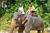 Elephant Trekking