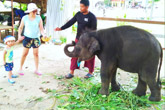 Elephant Trekking