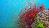 Prathong Archipelago Untouch Area of Red Sea Fan